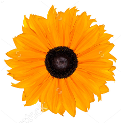 Sandzsoul Wellness - Colon hydrotherapy, lymphatic massage and far infrared sauna Serving Salt Lake City & Surrounding Areas